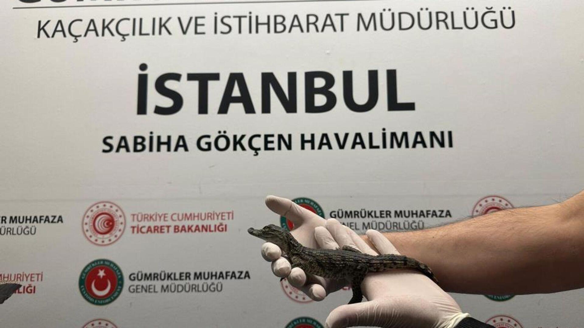 yolcunun-valizinden-farkli-turlerde-17-yavru-timsah-cikti-YFhKOycO.jpg