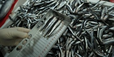 bakanlik-kucuk-balik-pesinde-balik-boylari-olculdu-2-milyon-ceza-kesildi-pTh222AX.jpg