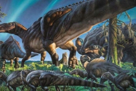 dinozorlarin-fosillesmis-diskilari-gosterdi-ne-bulurlarsa-yiyorlarmis-AF3pCnMI.jpg