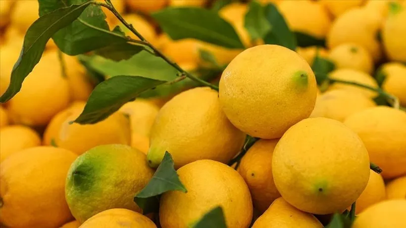 Limonun Faydaları: Sadece Bir Tatlandırıcı Değil