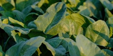 portakaldan-daha-fazla-c-vitamini-iceren-sebze-sasirtici-bir-c-vitamini-kaynagi-8Kjt3qIT.jpg