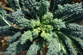 c-vitamini-ve-kalsiyumun-yeni-yildizi-portakal-ve-sut-yerine-turkiyede-tuketilen-sebzeler-Blu7Cwup.jpg
