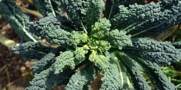 c-vitamini-ve-kalsiyumun-yeni-yildizi-portakal-ve-sut-yerine-turkiyede-tuketilen-sebzeler-Blu7Cwup.jpg