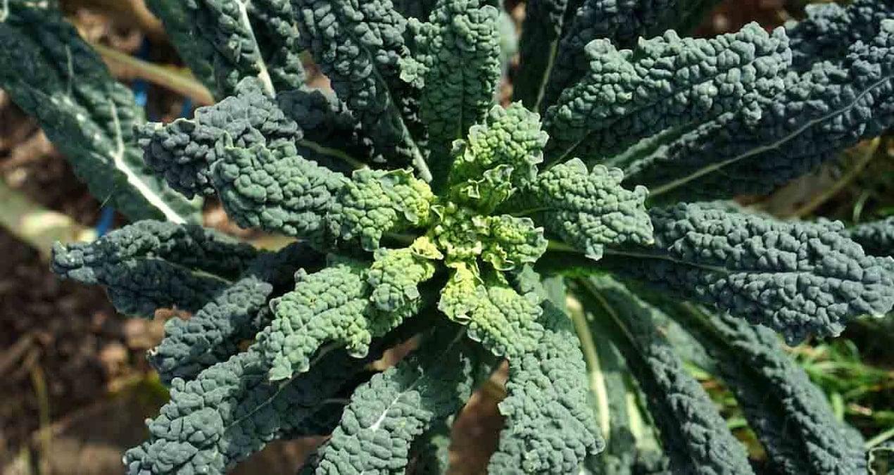 c-vitamini-ve-kalsiyumun-yeni-yildizi-portakal-ve-sut-yerine-turkiyede-tuketilen-sebzeler-Blu7Cwup.jpg