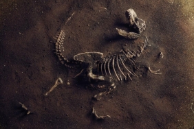 dinozorlarin-sonu-curuyen-teoriler-ve-gizemli-yok-olus-76bClams.jpg