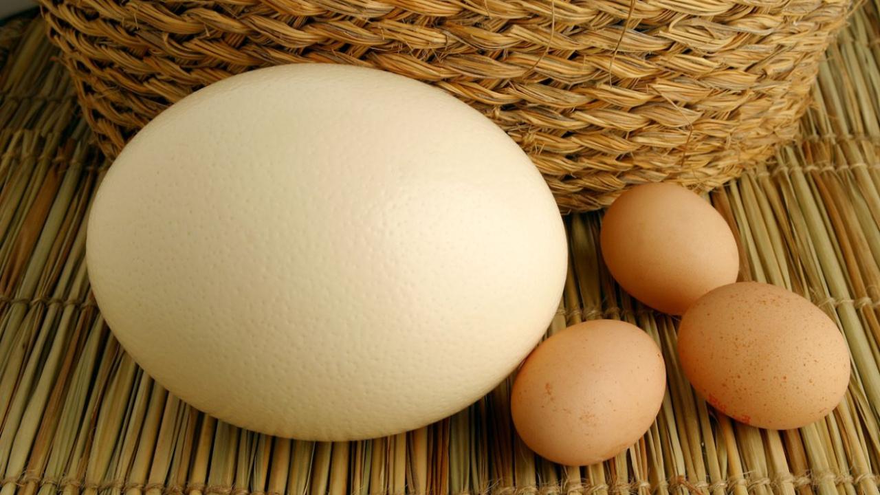 dunyanin-en-buyuk-yumurtasi-muze-yoneticisinin-saskinligina-yol-acan-gercek-eOPpHz3H.jpg