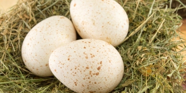 hindi-yumurtasi-gizemli-lezzetin-nedenleri-MbmOTN3b.jpg