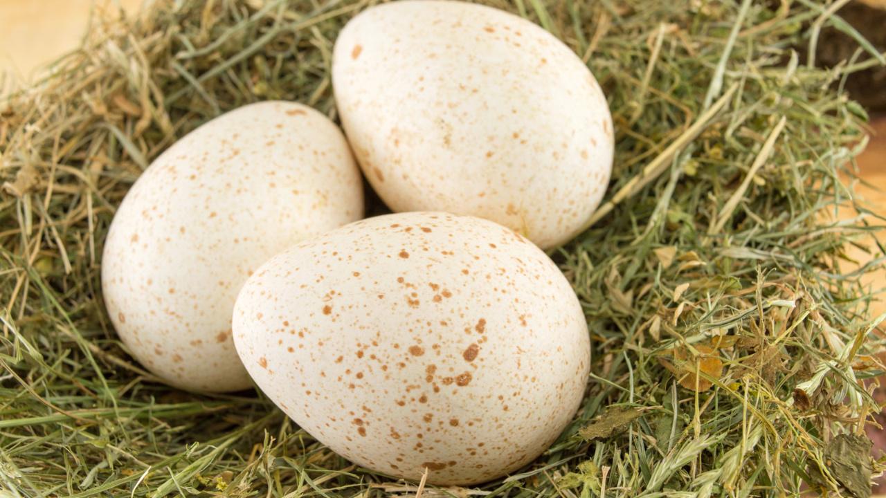 hindi-yumurtasi-gizemli-lezzetin-nedenleri-MbmOTN3b.jpg