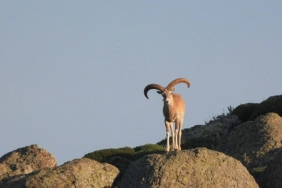 koruma-altindaki-yaban-kecisini-avlayan-iyi-parti-milletvekili-karamana-650-bin-lira-ceza-K653bUIW.jpg