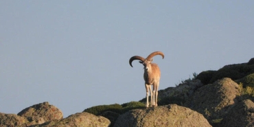 koruma-altindaki-yaban-kecisini-avlayan-iyi-parti-milletvekili-karamana-650-bin-lira-ceza-K653bUIW.jpg