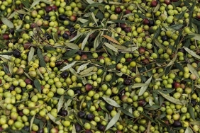 2024te-zeytin-uretimi-rekor-kirdi-tarimda-yeni-bir-donem-Vf7yVOG8.jpg