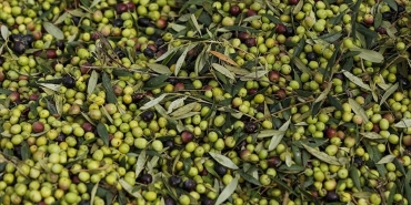 2024te-zeytin-uretimi-rekor-kirdi-tarimda-yeni-bir-donem-Vf7yVOG8.jpg