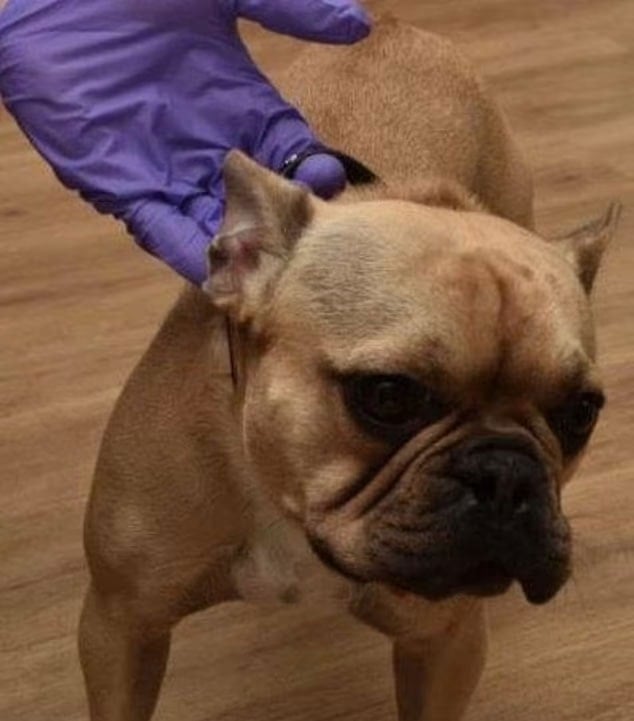 Bu Köpekteki Tek Ayrıntı 2 Milyar TL'lik Planı Alt Üst Etti