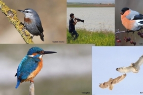 doganin-gizemli-kanatlari-kuzey-cem-kulacoglu-ile-kus-gozlemciliginde-derinlemesine-bir-yolculuk-2AuHYsT5.jpg