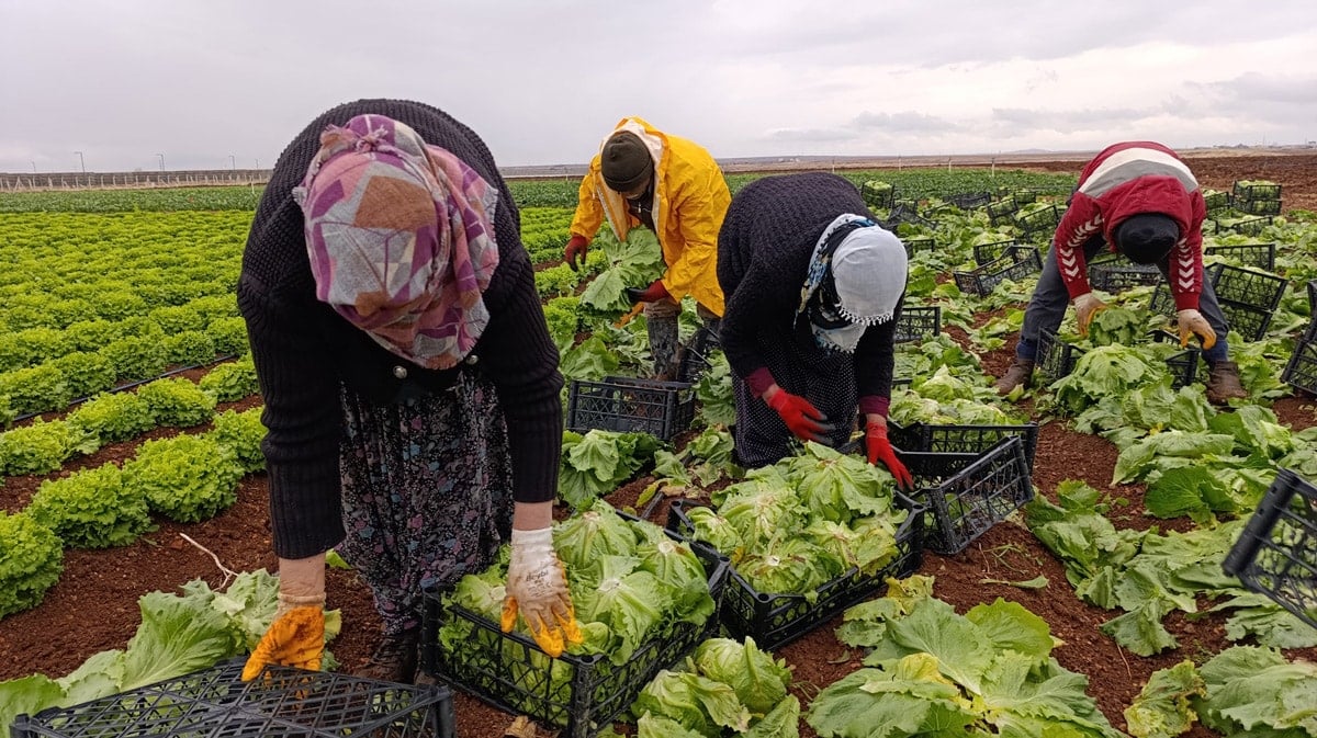 Tarsus'taki Üreticilerin Şikayetleri