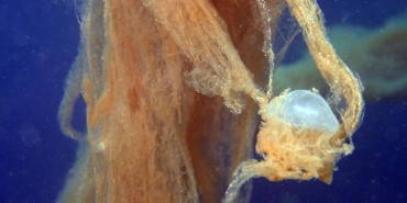 marmara-denizinin-musilaji-buyuk-boyutlara-ulasti-onune-gelen-canliyi-hapsediyor-IOYjyOQL.jpg