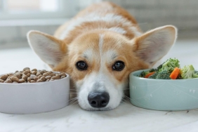 laboratuvar-etinin-siradisi-kullanimi-hayvan-mamalarinda-yeni-bir-donem-lsAGdzwq.jpg