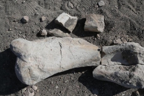 bati-avrupadaki-en-eski-insan-kalintisi-bulundu-homo-affinis-erectus-1F84kRtx.jpg