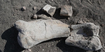 bati-avrupadaki-en-eski-insan-kalintisi-bulundu-homo-affinis-erectus-1F84kRtx.jpg