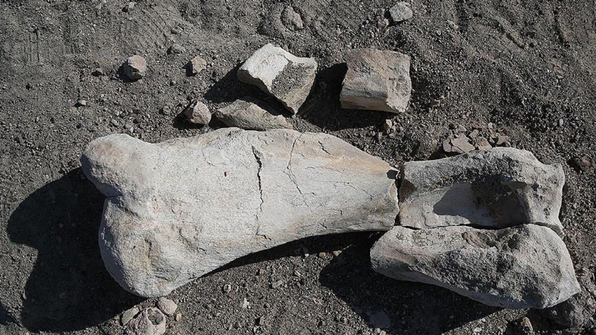 bati-avrupadaki-en-eski-insan-kalintisi-bulundu-homo-affinis-erectus-1F84kRtx.jpg