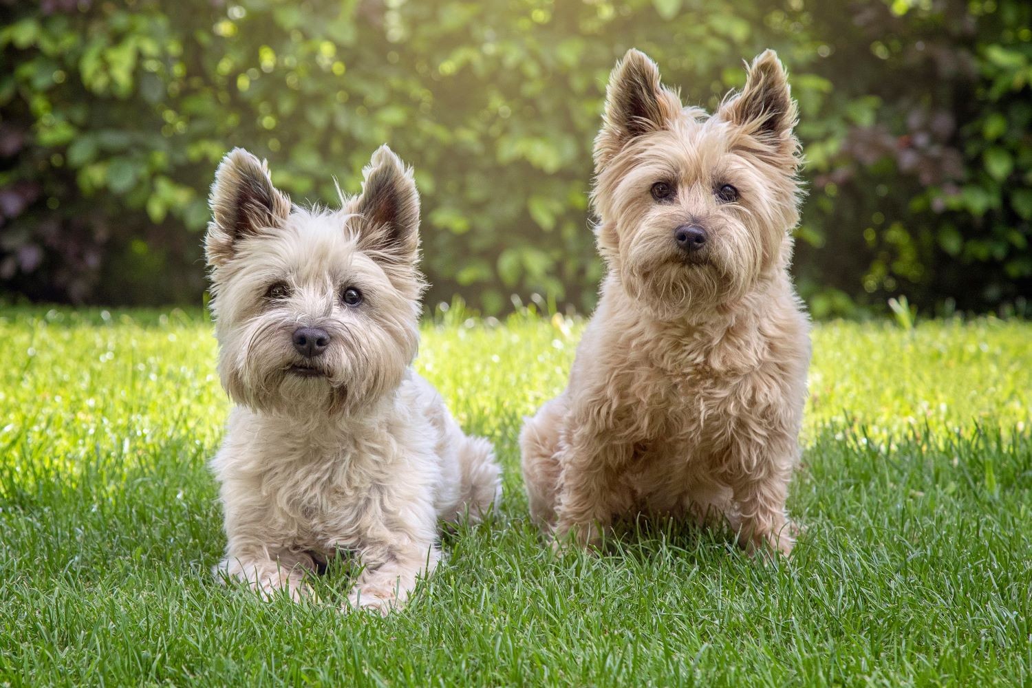 Dünyanın En Güzel Köpekleri: Altın Oran Hesaplamasıyla Belirlendi
