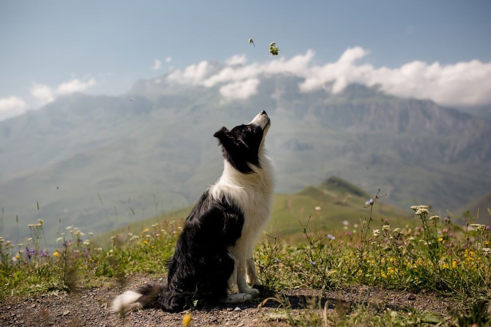 Dünyanın En Göz Alıcı Köpeği: Hangisi Gerçekten Taçlandırılmayı Hak Ediyor?
