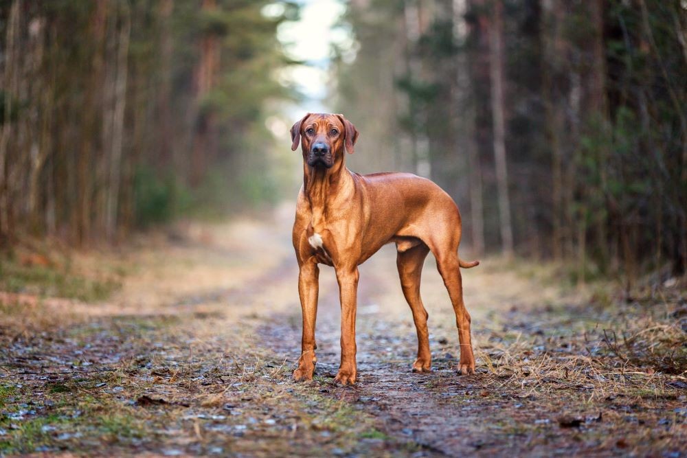 Dünyanın En Göz Alıcı Köpeği: Hangisi Gerçekten Taçlandırılmayı Hak Ediyor?