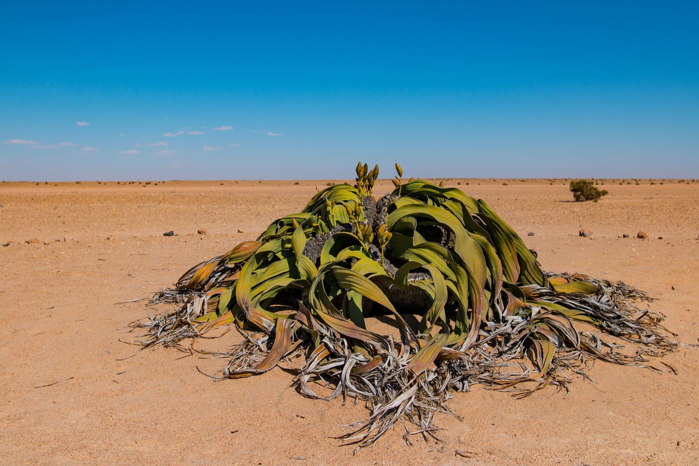 Welwitschia Mirabilis: Çölün Sıra Dışı Bitkisi