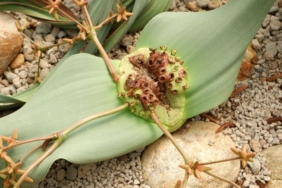 welwitschia-mirabilis-colun-3000-yil-suren-gizemli-yasami-qyR5iTtN.jpg