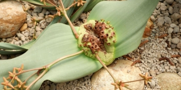 welwitschia-mirabilis-colun-3000-yil-suren-gizemli-yasami-qyR5iTtN.jpg