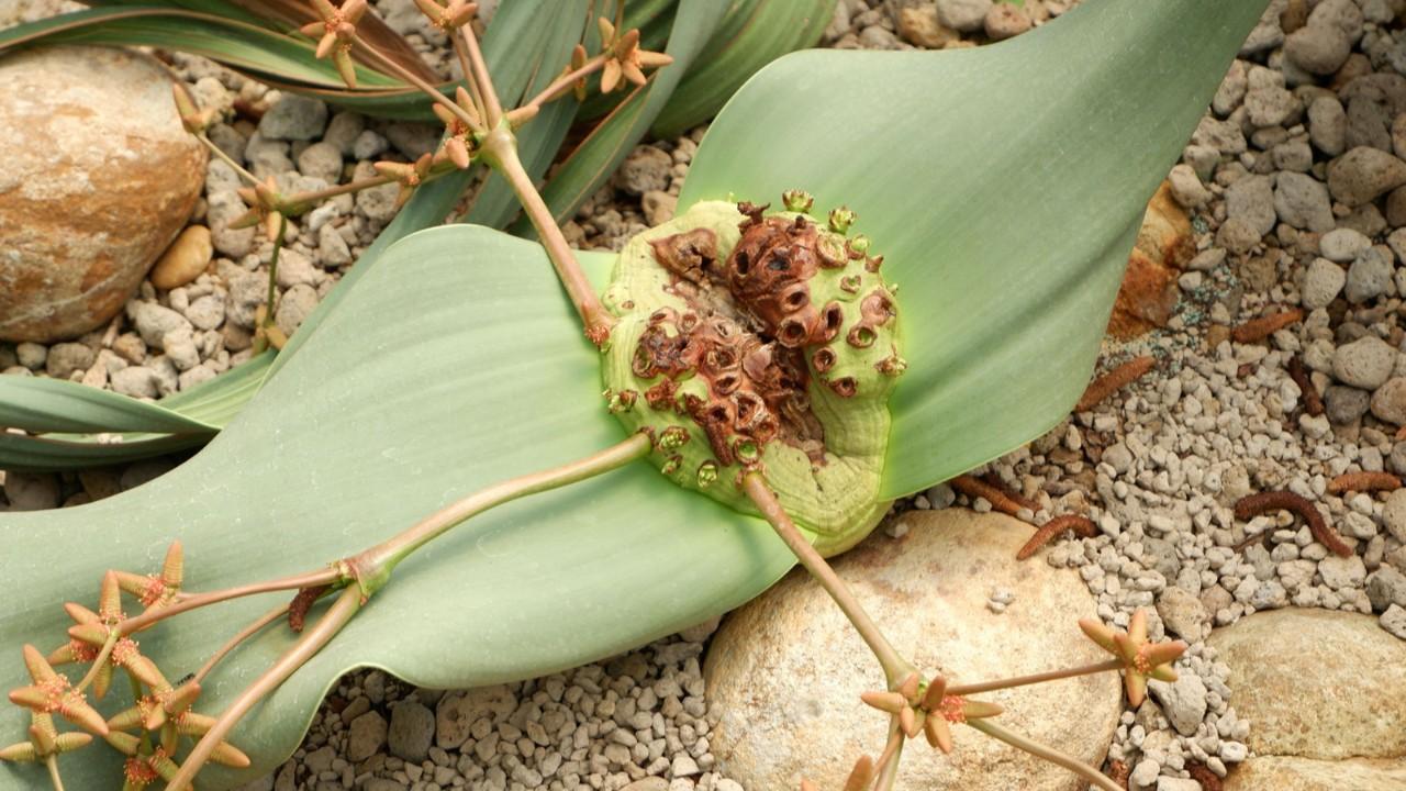 welwitschia-mirabilis-colun-3000-yil-suren-gizemli-yasami-qyR5iTtN.jpg
