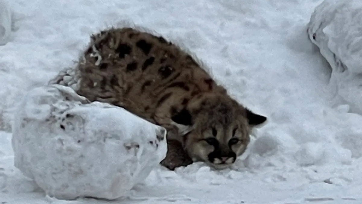 Doğanın Yeniden Doğuşu: Michigan'da Puma Yavruları