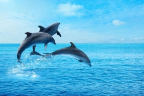 dolphingemma-ile-yunuslarin-gizemli-dunyasina-yolculuk-yapay-zeka-yunus-seslerini-cozmeye-basladi-Nk7HyrTB.jpg