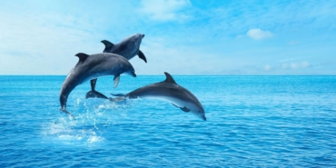 dolphingemma-ile-yunuslarin-gizemli-dunyasina-yolculuk-yapay-zeka-yunus-seslerini-cozmeye-basladi-Nk7HyrTB.jpg