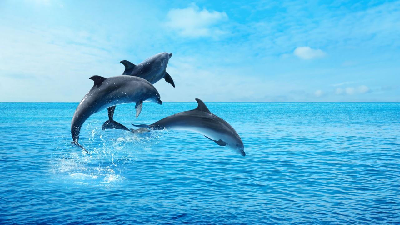 dolphingemma-ile-yunuslarin-gizemli-dunyasina-yolculuk-yapay-zeka-yunus-seslerini-cozmeye-basladi-Nk7HyrTB.jpg