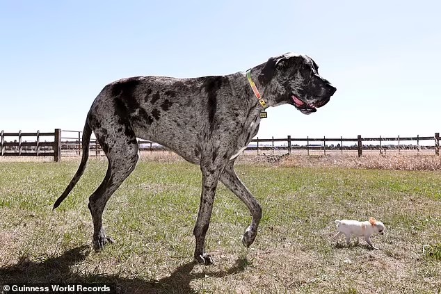 İnanılmaz Bir Çiftlik Hikayesi: Dev ve Minik Köpeklerin Sıra Dışı Buluşması