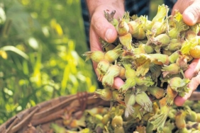 yeni-sezonda-ureticinin-beklentisi-400-bin-ton-findik-ve-250-tl-fiyat-tahmini-wuI1qY83.jpg