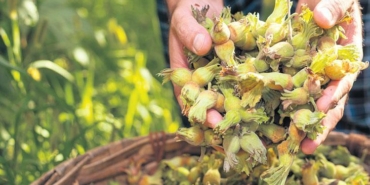 yeni-sezonda-ureticinin-beklentisi-400-bin-ton-findik-ve-250-tl-fiyat-tahmini-wuI1qY83.jpg