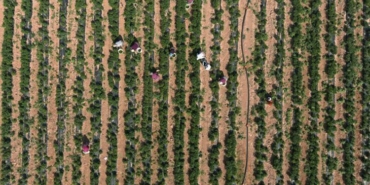 gorunmeyeni-basaran-arazide-gunluk-14-tona-ulasan-uretim-yetismez-denilen-bolgede-buyuk-basari-jEEC5j7X.jpg