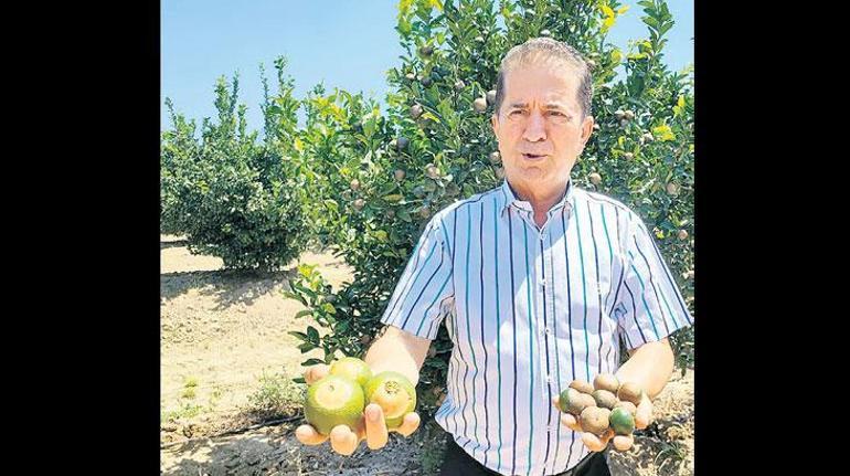 Narenciyede Kayıp Yıl: Zirai Don ve Kuraklıktan Sonra Şimdi de Sıcak Baskını