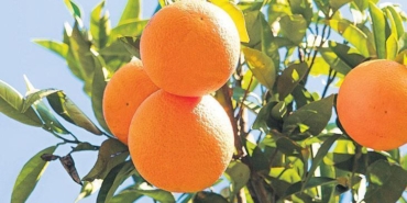 narenciyede-kayip-yil-zirai-don-ve-kurakliktan-sonra-simdi-de-sicak-baskini-aEc1pyat.jpg