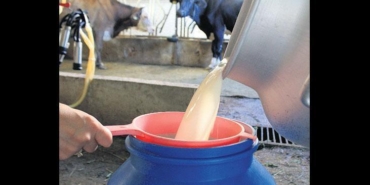 sut-sektorunde-39-tesebbuse-zorunlu-yem-sorusturmasi-web-yayini-icin-ozgun-baslik-s5T5Xwhy.jpg