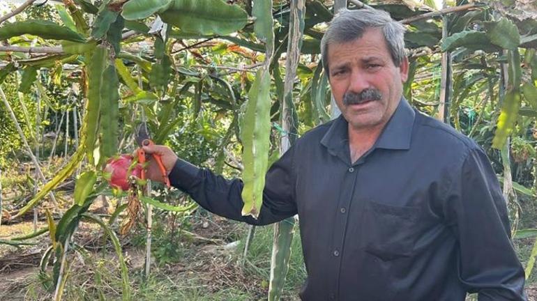 3 Yıl Önce Üretime Başladı! Kilosu 180 Lira: Tadı Çok Güzel, Kiviye Benzeyen Ürün