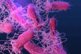 salmonella-nedir-gida-zehirlenmesine-karsi-asi-gelistiriliyor-bilim-zirvesindeki-umut-ve-tehlikesi-1yGmg8nh.jpg
