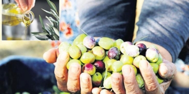 zeytinde-karmasik-denklem-web-yayinina-ozel-baslik-zn8XhQur.jpg