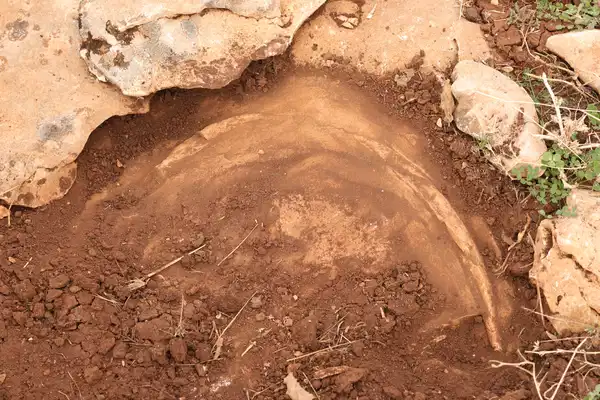 Diyarbakır’da Yüz Milyonlarca Yıl Öncesine Ait Fosillerin Keşfi: Bilimin Ufkunu Geniştiren Bir Büyük Sır