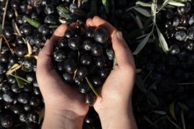 antalyada-kaliteli-zeytin-uretiminin-yayginlastirilmasi-hedefi-tarimsal-verimlilik-ve-surdurulebilirlik-icin-yeni-adimlar-iisqDpEV.jpg