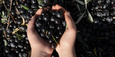 antalyada-kaliteli-zeytin-uretiminin-yayginlastirilmasi-hedefi-tarimsal-verimlilik-ve-surdurulebilirlik-icin-yeni-adimlar-iisqDpEV.jpg