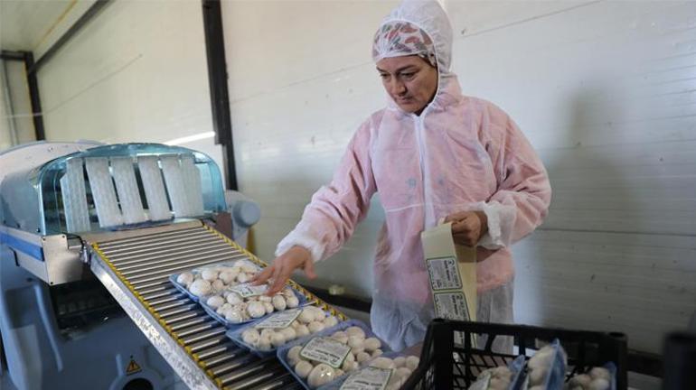Devlet Desteğiyle Başladığı İşte 60 Ton Üretim Yapan Bulunmaz Nimet
