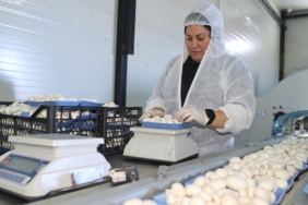 devlet-destegiyle-basladigi-iste-60-ton-uretim-yapan-bulunmaz-nimet-DGZbZ5Sd.jpg